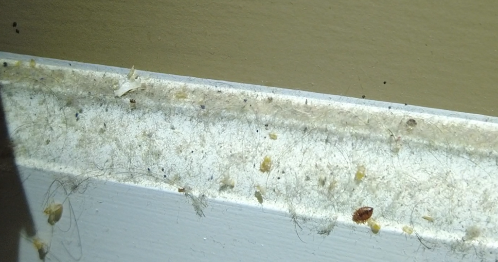 Bed bug shed skin on a baseboard