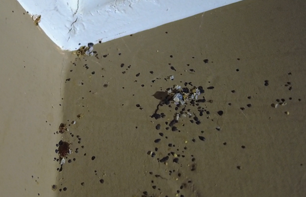 Bed bug eggs and feces on a wall