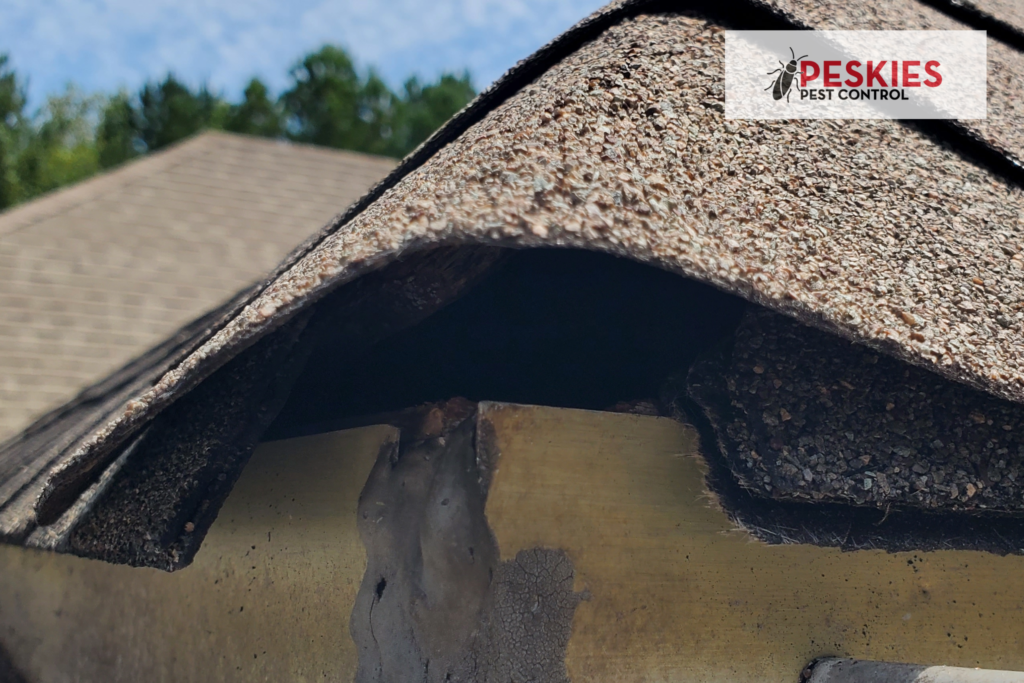 A hole in the roof line of a house is a common entry point for rodents. Rodents can cause damage to the home and spread diseases. It is important to seal any holes in the roof line to prevent rodent entry.