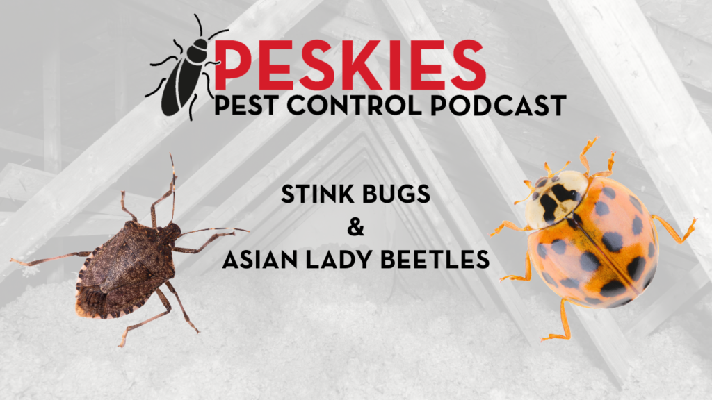 Attics Are Winter Havens for Pests in Birmingham Alabama! Peskies