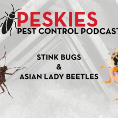 Shield bugs on the prowl! Stink bugs and Asian lady beetles are common insects in Birmingham, Alabama. Peskies Pest Control can keep your home pest-free year-round.