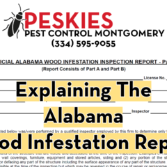 Peskies Pest Control Montgomery Alabama Wood Infestation Report
