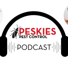 Peskies Pest Control Podcast Birmingham Alabama Termite Damage