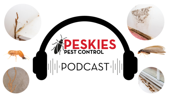 Peskies Pest Control Podcast Birmingham Alabama Termite Damage