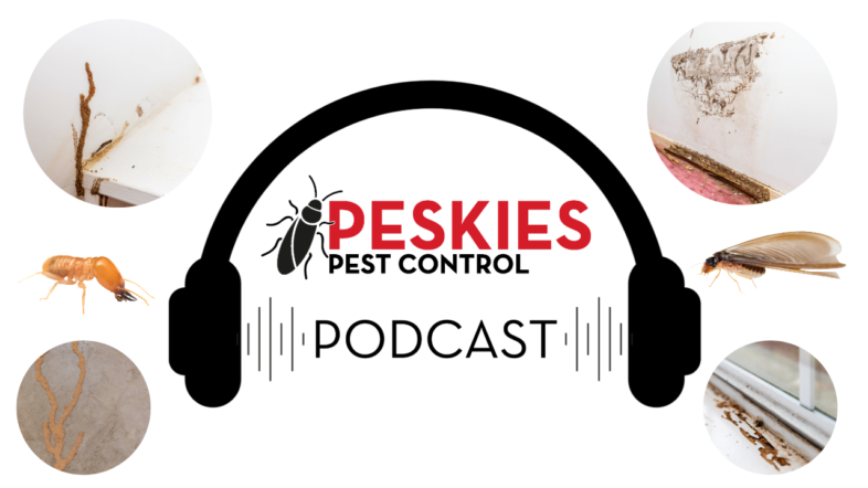 Peskies Pest Control Podcast Birmingham Alabama Termite Damage