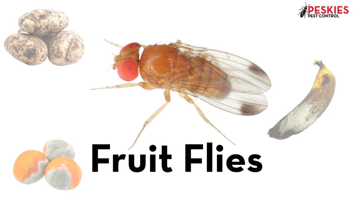 fruit fly surrounded by a variety of spoiled fruits and vegetables