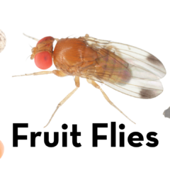 fruit fly surrounded by a variety of spoiled fruits and vegetables