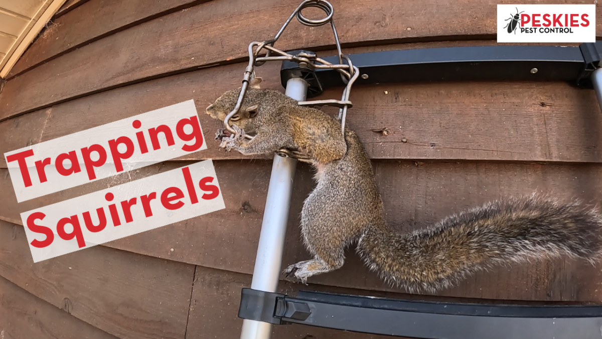 Picture of a squirrel caught in a trap hanging on the side of a house