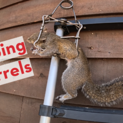 Picture of a squirrel caught in a trap hanging on the side of a house