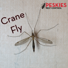 Photo showing a crane fly resting on a paper towel along with the Peskies Pest Control company logo