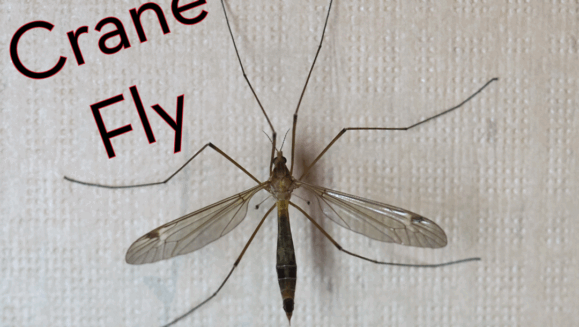 Photo showing a crane fly resting on a paper towel along with the Peskies Pest Control company logo