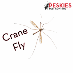 An image showing a crane fly along with the Peskies Pest Control logo