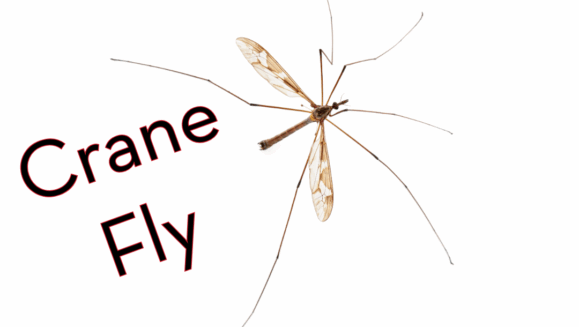 An image showing a crane fly along with the Peskies Pest Control logo