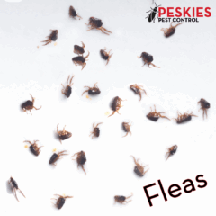 A close-up view of numerous small, brown fleas scattered across a white surface. In the top right corner, the "Peskies Pest Control" logo is visible, and the word "Fleas" is written in the bottom right.