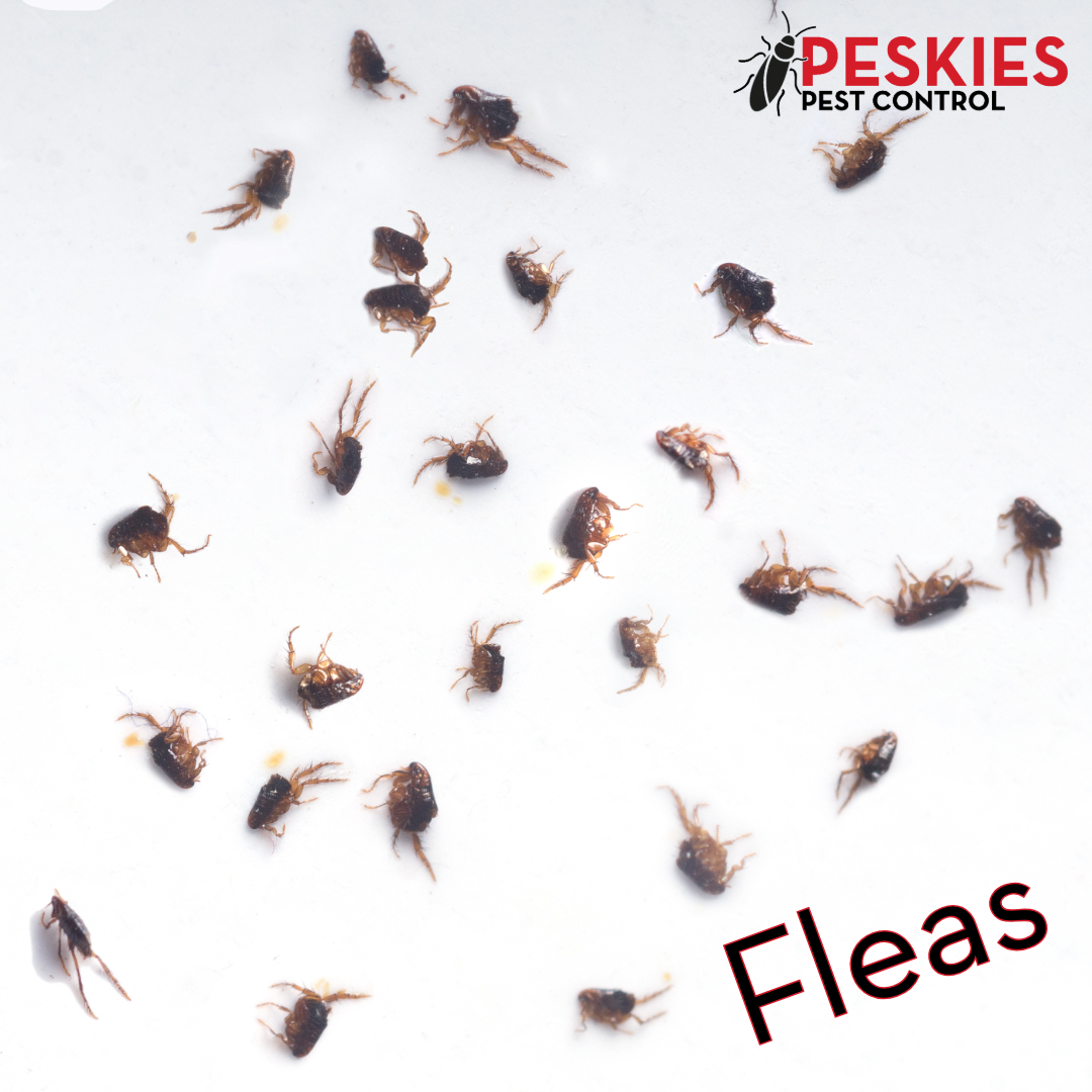 A close-up view of numerous small, brown fleas scattered across a white surface. In the top right corner, the "Peskies Pest Control" logo is visible, and the word "Fleas" is written in the bottom right.