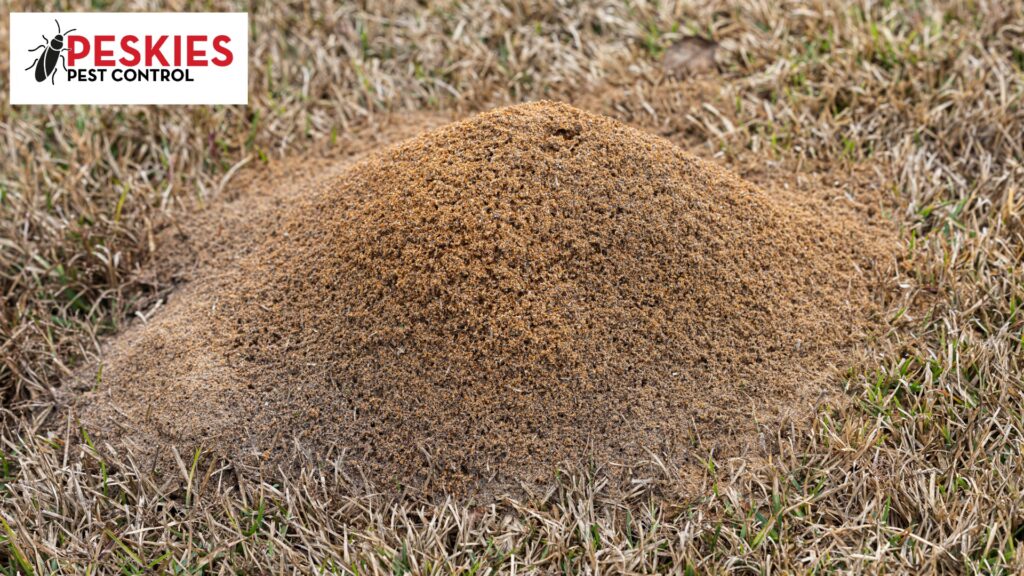 A fire ant mound sitting in a lawn of grass. Fire ant control Birmingham Alabama