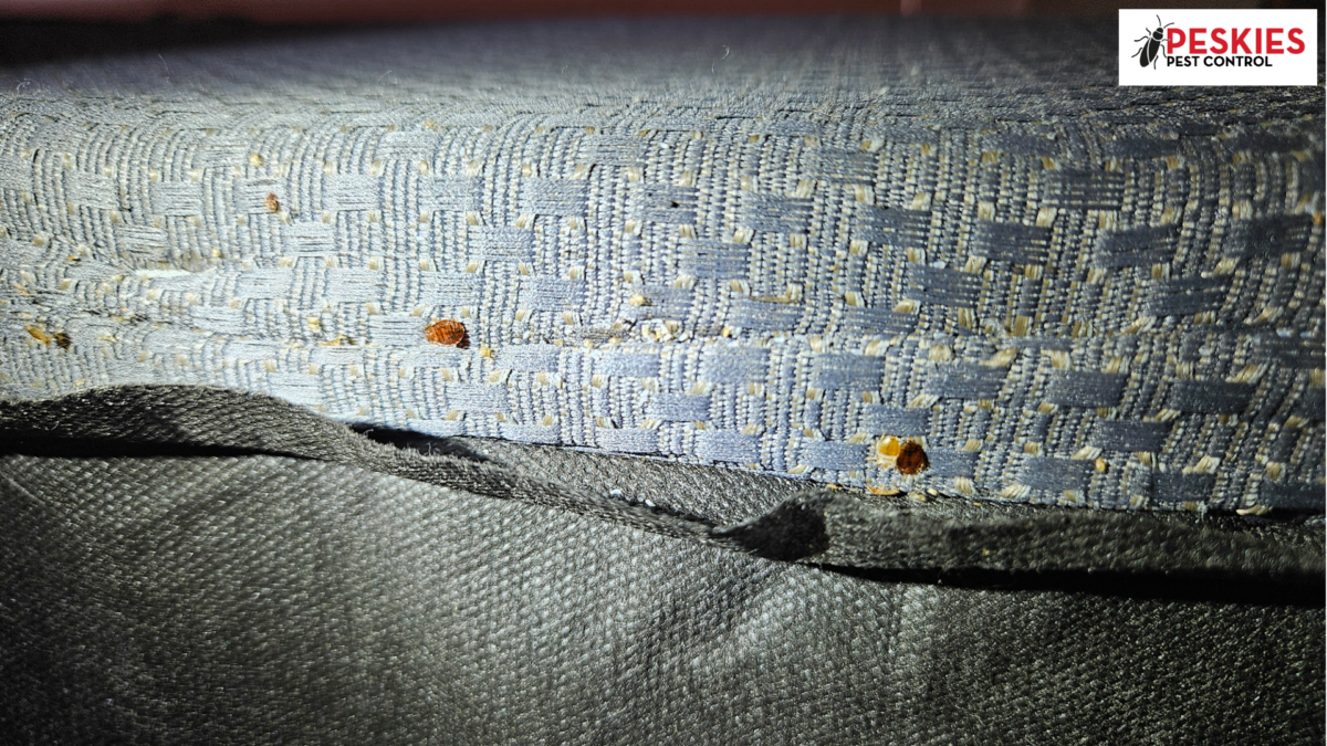 Bed bugs on the box springs in a master bedroom