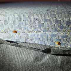 Bed bugs on the box springs in a master bedroom