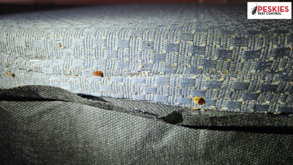 Bed bugs on the box springs in a master bedroom