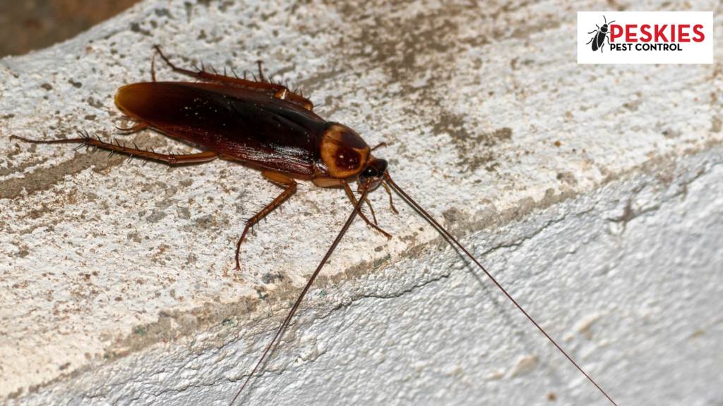 A close-up, high-angle shot of a large American cockroach crawling on a textured, light-colored concrete surface. The cockroach is reddish-brown with a distinct yellow-margin pattern on its pronotum (head shield) and very long, thin antennae. In the top right corner, there is a logo for "Peskies Pest Control."