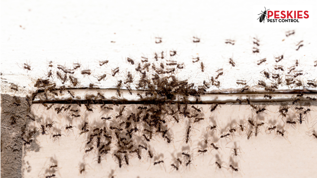 A large swarm of small ants emerging from a crack in a white wall, featuring the Peskies Pest Control logo in the upper right.