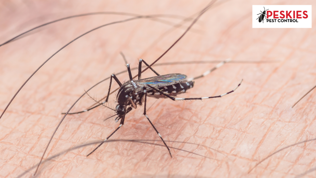 A detailed close-up of a mosquito on a person's skin, featuring the Peskies Pest Control logo, used to highlight mosquito control services in Birmingham, Alabama.