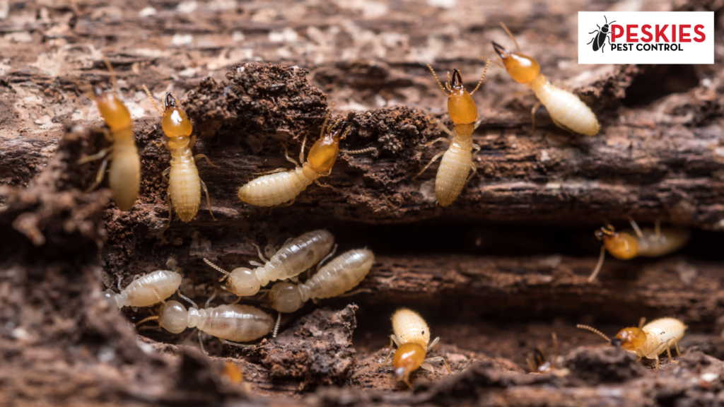 Close-up of active worker and soldier termites infesting a piece of wood with Peskies Pest Control logo