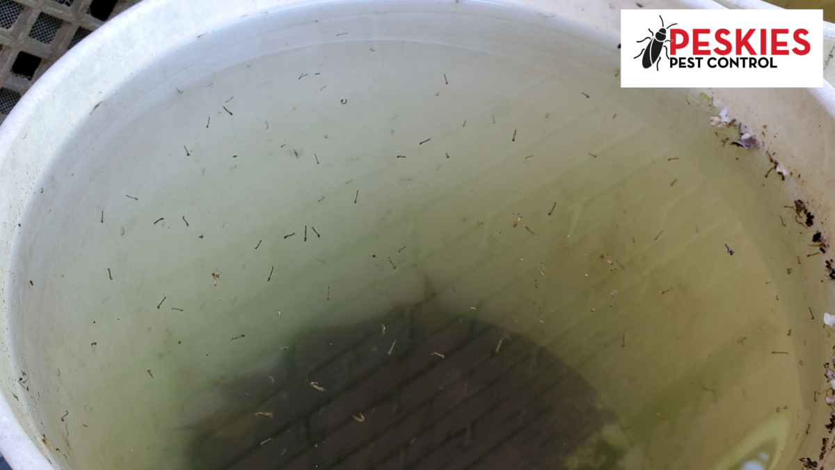 A white plastic bucket filled with stagnant water containing numerous mosquito larvae