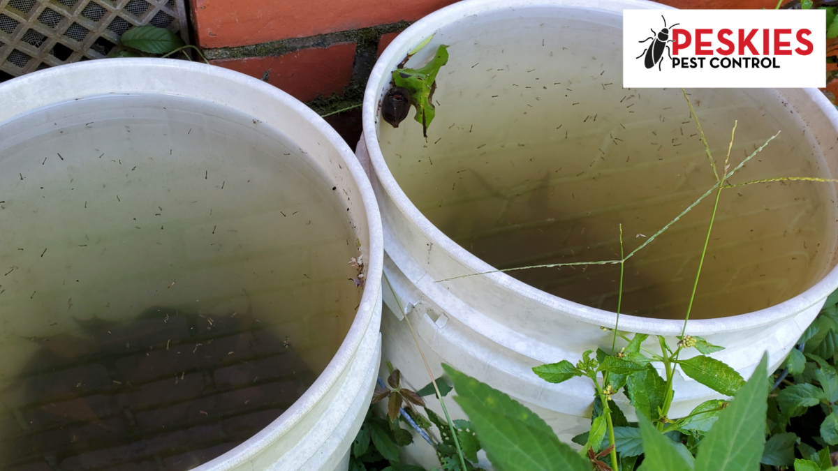 Close-up of white five-gallon buckets filled with stagnant rainwater and hundreds of active mosquito larvae.