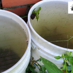 Close-up of white five-gallon buckets filled with stagnant rainwater and hundreds of active mosquito larvae.