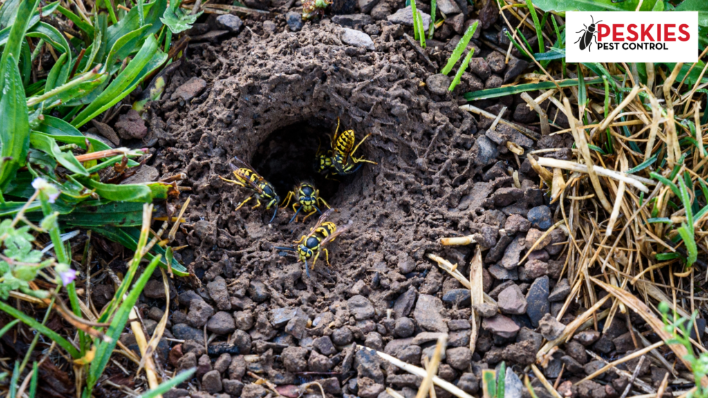 A close-up shot of a yellow jacket nest in the ground. Several black and yellow striped wasps are visible crawling in and out of a circular hole in rocky, dark soil surrounded by green grass and dry straw. The Peskies Pest Control logo is in the top right corner.