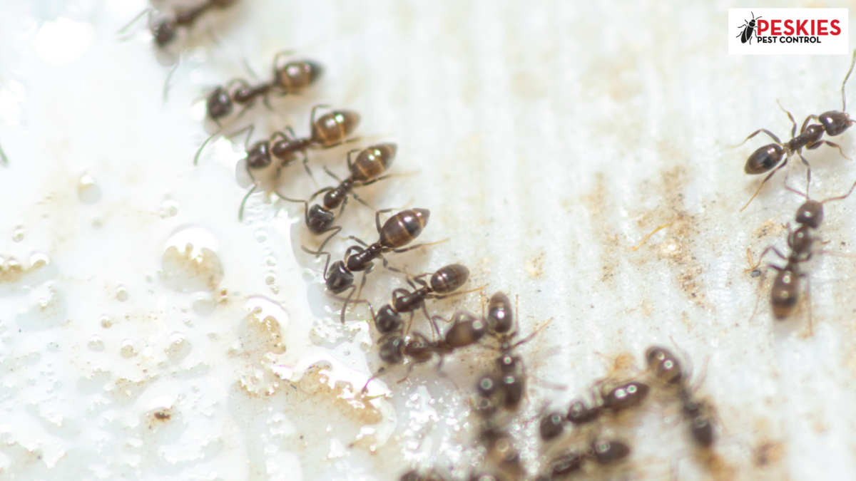 A close-up, high-detail macro photograph of several small, dark brown Argentine ants foraging on a light-colored, textured surface. The ants are shown in a distinct trailing line, feeding on droplets of clear liquid. In the top right corner, the Peskies Pest Control logo is visible.