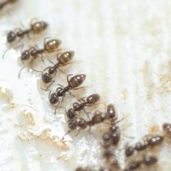 A close-up, high-detail macro photograph of several small, dark brown Argentine ants foraging on a light-colored, textured surface. The ants are shown in a distinct trailing line, feeding on droplets of clear liquid. In the top right corner, the Peskies Pest Control logo is visible.