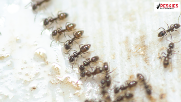 A close-up, high-detail macro photograph of several small, dark brown Argentine ants foraging on a light-colored, textured surface. The ants are shown in a distinct trailing line, feeding on droplets of clear liquid. In the top right corner, the Peskies Pest Control logo is visible.