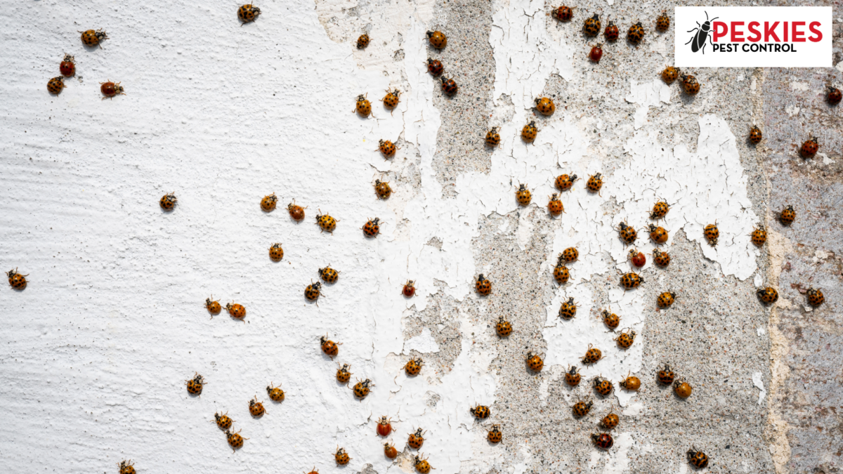 Dozens of Asian Lady Beetles scattered across a textured, peeling white exterior wall. The Peskies Pest Control logo is visible in the upper right corner.