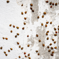 Dozens of Asian Lady Beetles scattered across a textured, peeling white exterior wall. The Peskies Pest Control logo is visible in the upper right corner.