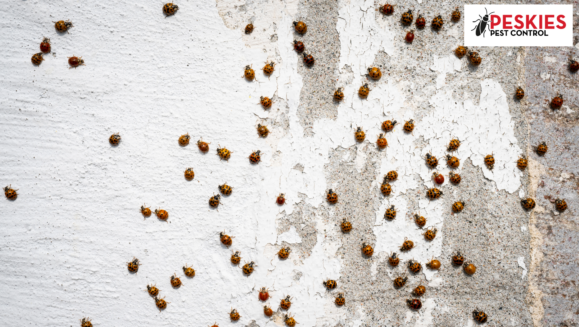 Dozens of Asian Lady Beetles scattered across a textured, peeling white exterior wall. The Peskies Pest Control logo is visible in the upper right corner.