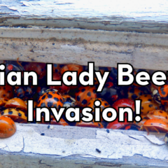 Close-up view of an Asian Lady Beetle infestation where the insects are tightly packed into a gap in peeling white wood. The beetles show varying colors from bright orange to deep red with black spots. The Peskies Pest Control logo appears in the upper right corner.