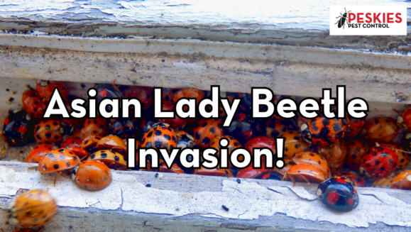 Close-up view of an Asian Lady Beetle infestation where the insects are tightly packed into a gap in peeling white wood. The beetles show varying colors from bright orange to deep red with black spots. The Peskies Pest Control logo appears in the upper right corner.