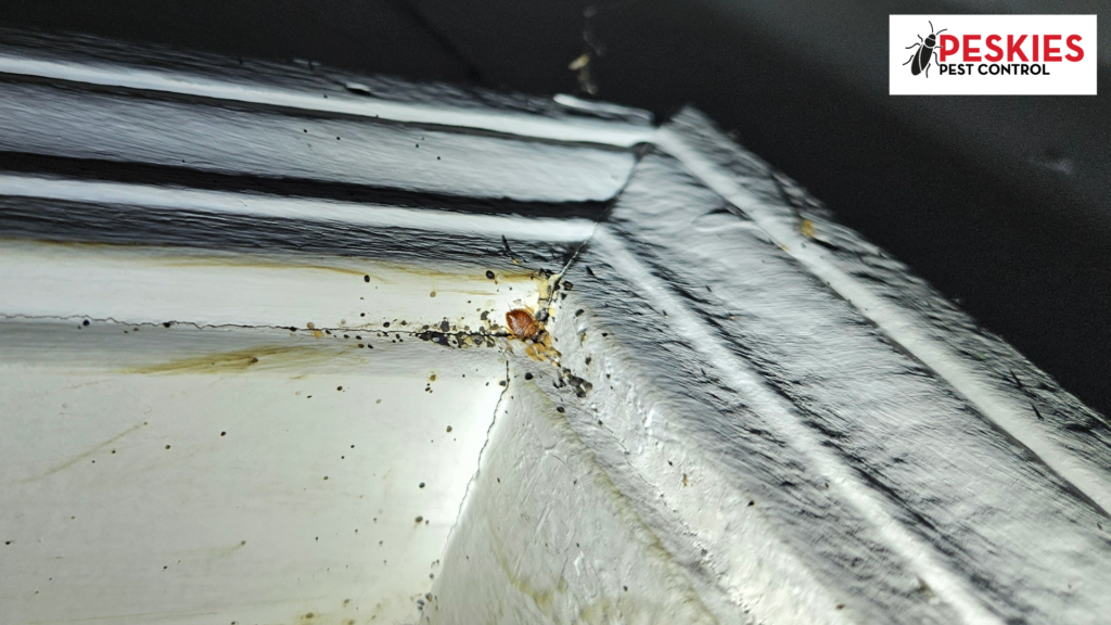 Gemini said A close-up photograph capturing an adult bed bug and significant fecal spotting nestled in the corner of a white-painted wooden door frame. The insect is brown with a round, flat body, positioned near a joint in the wood trim where dark, dot-like stains accumulate. The surrounding painted surfaces show light discoloration and crack lines. A logo for "PESKIES PEST CONTROL" is present in the top right corner.
