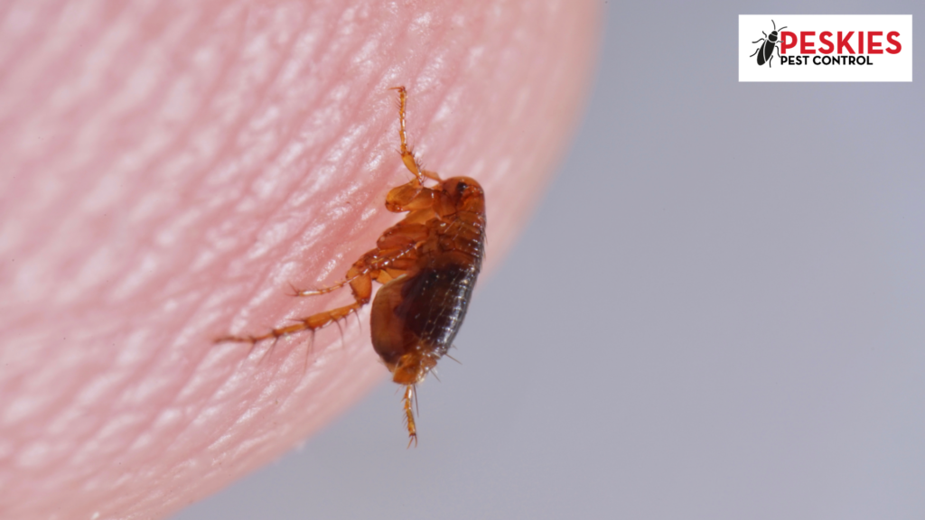 Photo showing a flea resting on the tip of a human finger. Flea Control Birmingham Alabama