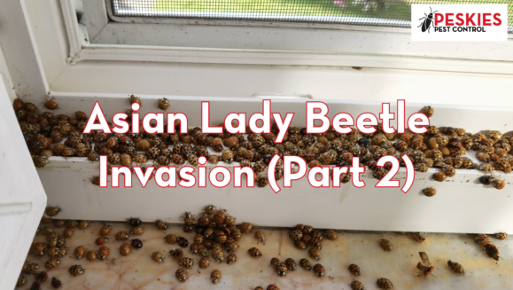 A severe Asian lady beetle infestation shown by hundreds of multicolored beetles swarming and clustering on a white interior window sill and marble surface.