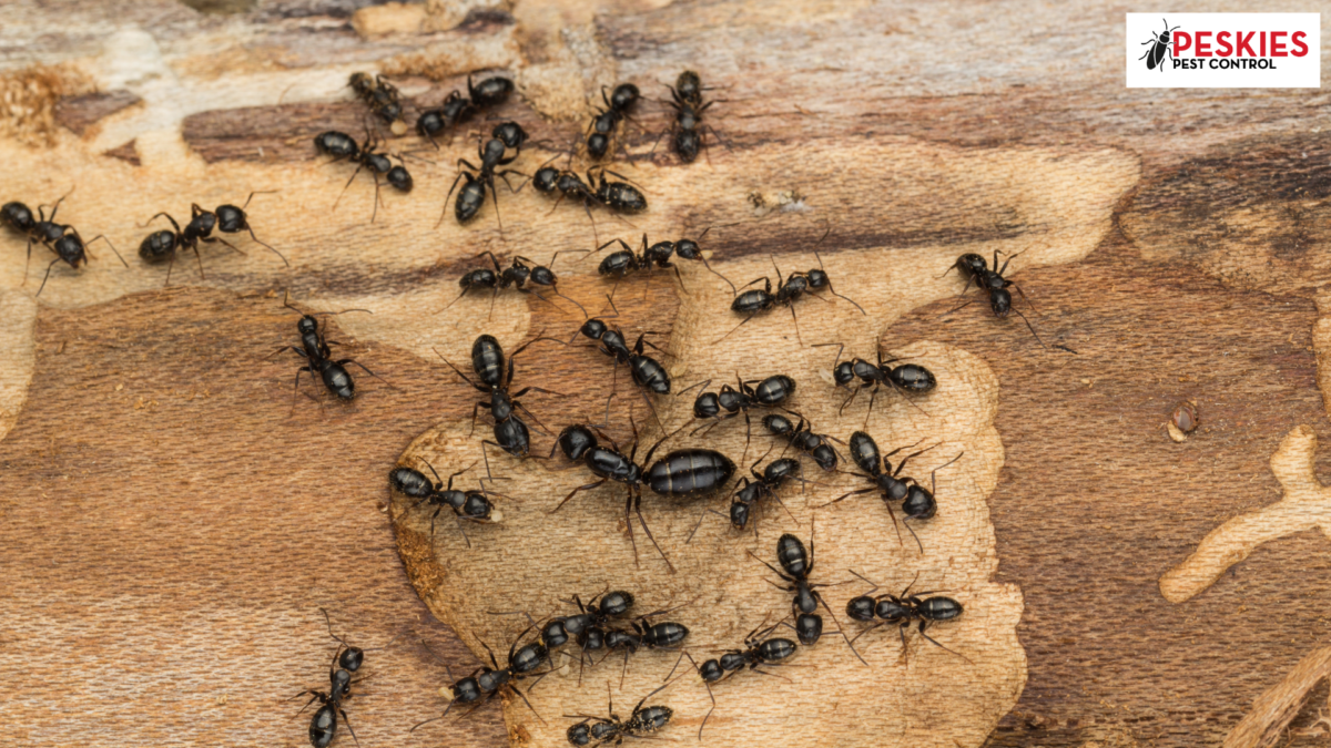 A cluster of black carpenter ants crawls across a piece of light-colored, damaged wood. The ants vary in size, demonstrating their polymorphic nature, with one significantly larger ant positioned near the center of the group. In the upper right corner, the "Peskies Pest Control" logo is visible.