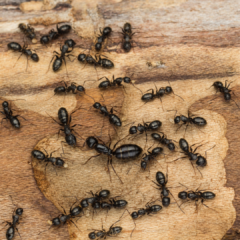 A cluster of black carpenter ants crawls across a piece of light-colored, damaged wood. The ants vary in size, demonstrating their polymorphic nature, with one significantly larger ant positioned near the center of the group. In the upper right corner, the "Peskies Pest Control" logo is visible.
