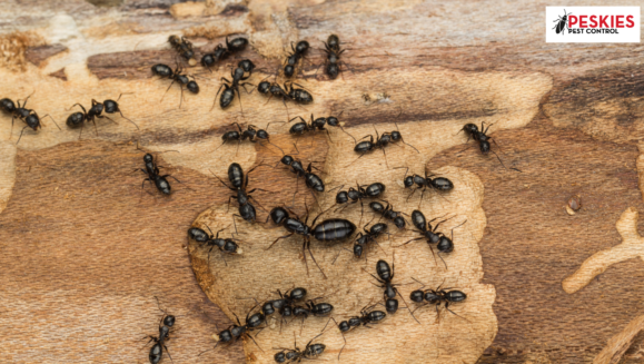 A cluster of black carpenter ants crawls across a piece of light-colored, damaged wood. The ants vary in size, demonstrating their polymorphic nature, with one significantly larger ant positioned near the center of the group. In the upper right corner, the "Peskies Pest Control" logo is visible.