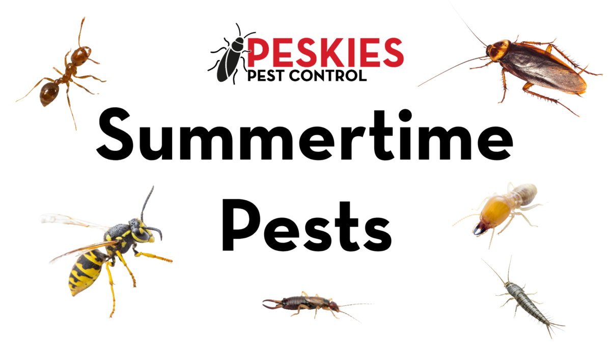 The image features the bold black text "Summertime Pests" centered on a clean white background. Above the text, the Peskies Pest Control logo is displayed. Surrounding the wording are high-quality images of various seasonal pests mentioned in the podcast, including a fire ant, a cockroach, a yellow jacket, a termite, an earwig, and a silverfish.