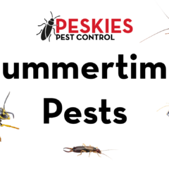 The image features the bold black text "Summertime Pests" centered on a clean white background. Above the text, the Peskies Pest Control logo is displayed. Surrounding the wording are high-quality images of various seasonal pests mentioned in the podcast, including a fire ant, a cockroach, a yellow jacket, a termite, an earwig, and a silverfish.