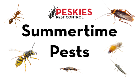 The image features the bold black text "Summertime Pests" centered on a clean white background. Above the text, the Peskies Pest Control logo is displayed. Surrounding the wording are high-quality images of various seasonal pests mentioned in the podcast, including a fire ant, a cockroach, a yellow jacket, a termite, an earwig, and a silverfish.