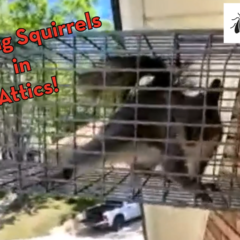 An eye-level, medium shot shows a squirrel trapped inside a wire cage mounted on the exterior of a house. The squirrel is brown and grey with a bushy tail. Red and black text on the left reads "Trapping Squirrels in Attics!" and the Peskies Pest Control logo is in the top right corner. The background shows a white truck parked on a paved surface below.