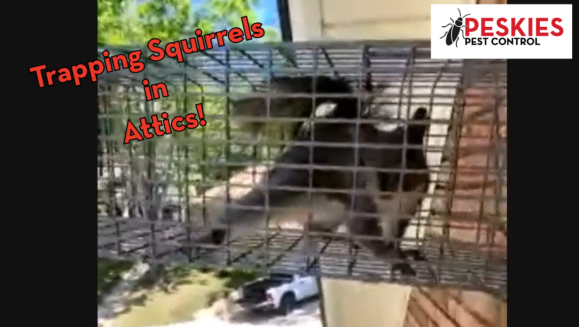 An eye-level, medium shot shows a squirrel trapped inside a wire cage mounted on the exterior of a house. The squirrel is brown and grey with a bushy tail. Red and black text on the left reads "Trapping Squirrels in Attics!" and the Peskies Pest Control logo is in the top right corner. The background shows a white truck parked on a paved surface below.